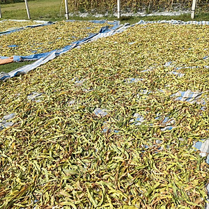 Trà Trinh Nữ Hoàng Cung Sấy Khô (500gr)