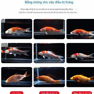 Thuốc trị nấm rất nhậy cho cá cảnh BIO CLEAN 50NL, 100ML