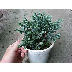 Cây Tuyết Tùng - cây cảnh để bàn + tặng phân bón cho cây