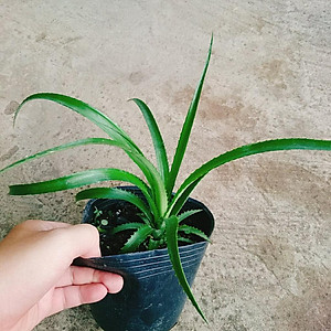 Cây dứa kiểng - cây thơm baby + tặng phân bón