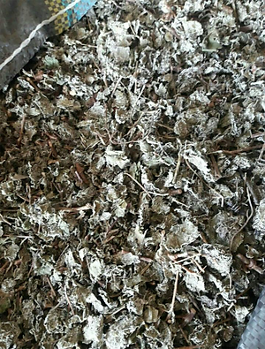 Chè dây cao bằng loại nhiều tuyết nhiều lá - Gói 500gr