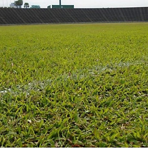 Combo 2 gói Hạt giống cỏ lá Gừng (cỏ lá Tre) -Gói 200 Hạt/tặng kèm gói phân bón lót