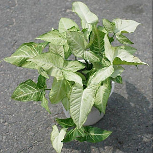 Cây Trầu Bà Trắng - cây cảnh mini để bàn + tặng phân bón cho cây