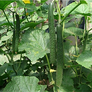 Hạt giống Dưa leo Nhật F1 quả to dài VTP112