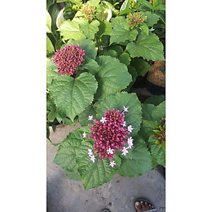 Cây trang thơm - cây cảnh để trong nhà + tặng phân bón cho cây