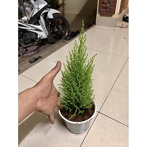 Cây tùng thơm cao 25-30 cm trang trí noen