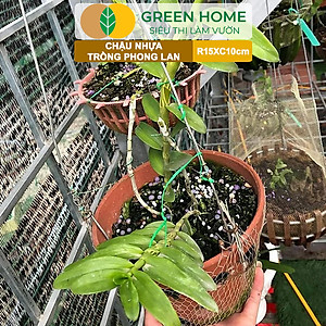Chậu Trồng Lan Greenhome, R15xC10cm, Nhựa Màu Gốm, Bền, Đẹp, Chống Rơi Vỡ, Thoáng Rễ, Giá Thành Tốt