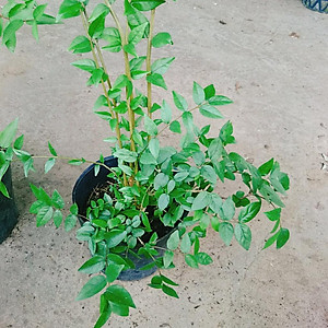 Cây Mai Chiếu Thủy - cây cảnh bonsai