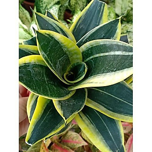 Cây Lưỡi Hổ Búp Sen - Cây cảnh mini để bàn + Tặng phân bón cho cây mau lớn