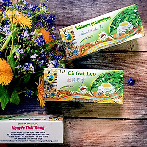 Combo 3 Hộp Trà Cà Gai Leo Giải Độc Trị Viêm Gan (Hộp 50 Túi Lọc X 2g)- Nguyên Thái Trang – Thảo Dược Thiên Nhiên – Tốt Cho Sức Khỏe