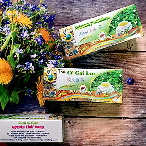Trà Cà Gai Leo  (Hộp 50 Túi Lọc X 2g)- Nguyên Thái Trang – Thảo Dược Thiên Nhiên – Tốt Cho Sức Khỏe
