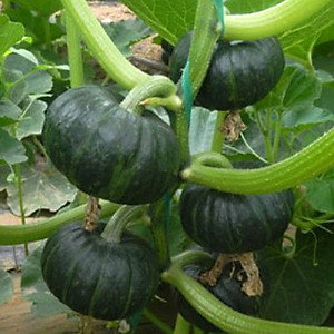 Hạt giống Bí đỏ Nhật da xanh đậm dẻo ngọt VTP148