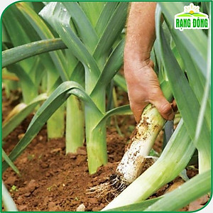 Hạt giống Tỏi Tây (Hành Boaro) Trồng Quanh Năm, Kháng Bệnh Tốt (gói 1 gram) - Hạt Giống Rạng Đông