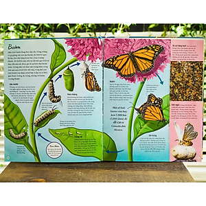 Sách Vòng Đời (Life Cycles)