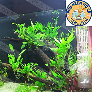 Cây thủy sinh Lan nước,bách thủy tiên,Không Co2, dễ trồng,phụ kiện trang trí hồ cá cảnh,thủy sinh, hòn non bộ,phần 1 cây