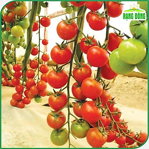 Hạt giống Cà Chua Cherry Đỏ Lai F1 Sinh Trưởng Vô Hạn, Trồng Quanh Năm (gói 0,1 gram) - Hạt Giống Rạng Đông