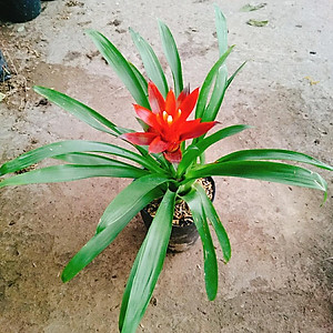 Cây phong lộc - cây cảnh để bàn + tặng phân bón cho cây