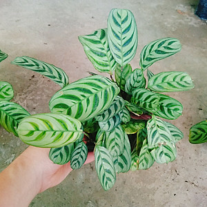 Cây Đuôi Công - cây cảnh để bàn + Tặng phân bón cho cây