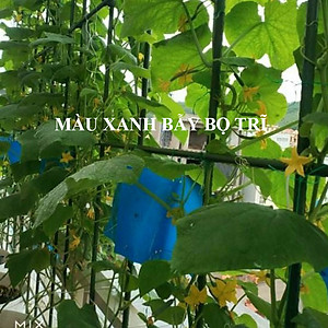 Combo 20m Keo Bẫy Bọ Trĩ, Bẫy Côn Trùng Nông Nghiệp màu vàng 2 Mặt, nhập khẩu Israel, 6 tháng chịu mưa nắng