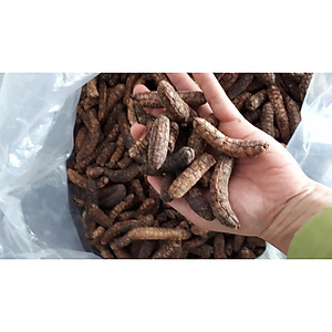 Đặc Sản Kon Tum - (Được Xem Hàng) 1Kg Chuối Hột Rừng Loại 1 (Loại Mật Chín Cây, Rất Thơm Và Ngọt) Đóng Gói Hút Chân Không - OCOP 3 Sao