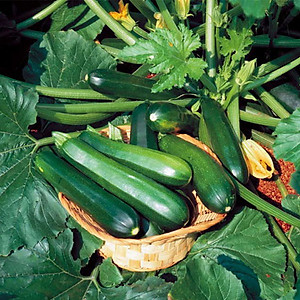 Hạt Giống Bí Ngồi Hàn Quốc Phú Nông 