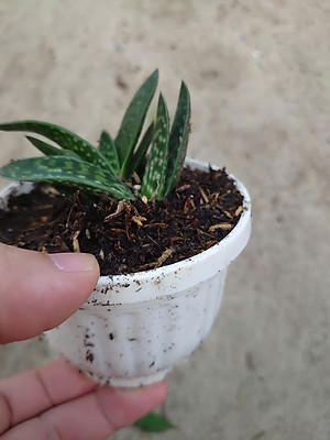 Cây Sen Mỏ Vịt - cây cảnh để bàn + tặng phân bón cho cây