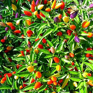 Hạt giống Ớt kiểng nhiều màu - Ớt ngũ sắc VTP80