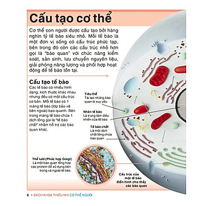 Sách Tri Thức Trong Lòng Bàn Tay - Bách Khoa Thiếu Nhi Cơ Thể Con Người