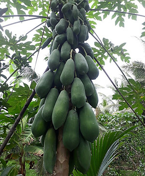 Hạt giống đu đủ ruột đỏ F1 siêu trái thơm ngọt VTP65