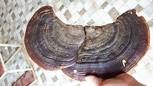 Đặc Sản Kon Tum - Nấm Hồng Chi (Linh Chi Rừng) Việt Nam Hỗ Trợ Hạn Chế U Khối Ác Tính (1Kg) - OCOP 3 Sao