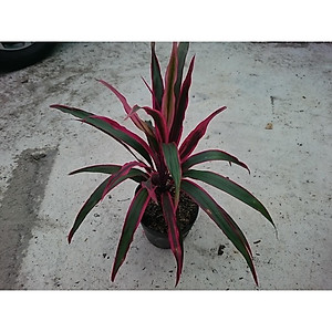 Cây Phát Tài Đỏ (lá nhỏ) - cây cảnh phong thủy để bàn