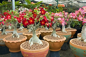 Viên đất sét nung (sỏi nhẹ leca / keramite) popper trồng xương rồng,sen đá, thủy canh, lọc nước THAILAND - 1 lít