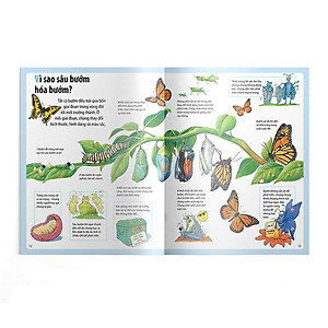 Sách Em muốn biết vì sao nhện giăng tơ và những câu hỏi khác về các loài côn trùng