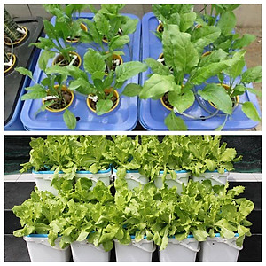 Bộ 1 chậu trồng rau ăn lá thủy canh tĩnh Growbox Leafy Kit 1 Hợp Trí Không bao gồm phân bón thủy canh