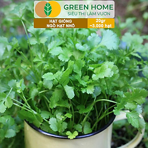 Hạt Giống Gia Vị Greenhome, Nhiều Loại, Trồng Chậu, Dễ Trồng, Chịu Nhiệt, Trồng Quanh Năm, Năng Suất
