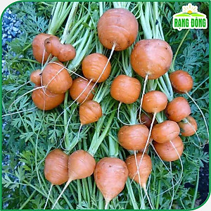 Hạt giống Cà Rốt Tròn, Cà Rốt trồng chậu - Hạt giống Rạng Đông