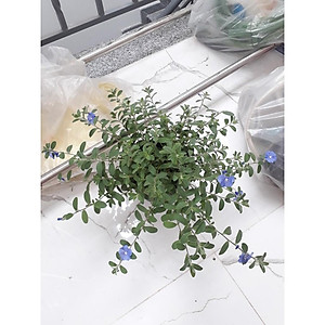 Hoa Thanh Tú - cây cảnh vườn + Tặng phân bón cho cây mau lớn