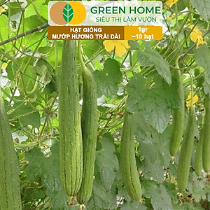 Hạt Giống Mướp Hương Greenhome, Gói 1gr~10 Hạt, Dễ Trồng Quanh Năm, Nảy Mầm Cao, Thu Hoạch Nhanh, Năng Suất Cao T16