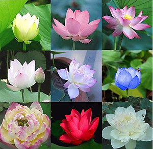 Hạt giống hoa Sen Nhật Mini nhiều màu VTS152