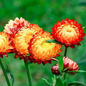 Hạt giống hoa bất tử nhiều màu VTP69