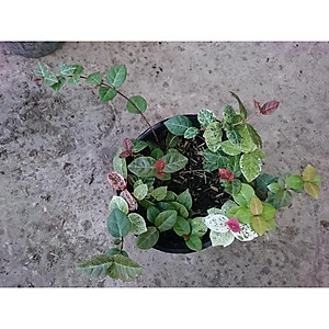 Cây thằn lằn cẩm thạch ( cây thằn lằn leo tường ) + tặng phân bón cho cây