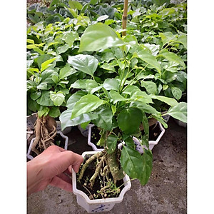 Cây hạnh phúc bonsai cao 25-30cm