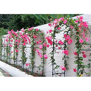 Cây Hồng Anh - cây cảnh vườn - cây trồng ban công + Tặng phân bón cho cây mau lớn