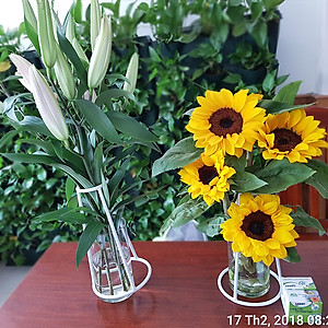  (COMBO 30 GÓI) GÓI DƯỠNG HOA TƯƠI LONGLIFE CỦA ISRAEL GIỮ HOA TƯƠI LÂU GẤP 2 LẦN VÀ 14 NGÀY KHÔNG THAY NƯỚC MỚI