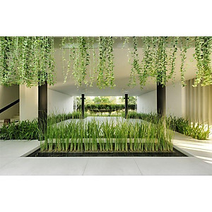 Cây cúc tần ấn độ - cây cảnh vườn + tặng phân bón cho cây