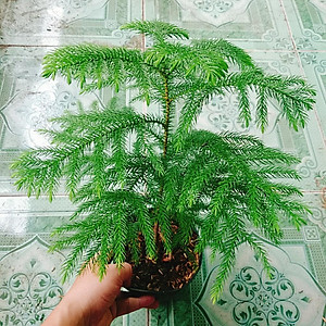 Cây Tùng Kim - cây cảnh để bàn