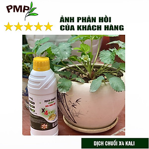 Combo 2 Chai Dịch Chuối Humic PMP Vi Sinh Chuyên Dùng Cho Hoa Hồng, Rau Sạch 1L/Chai