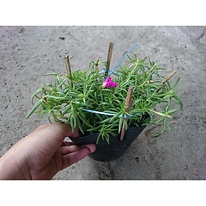 Cây hoa mười giờ mỹ - cây cảnh vườn + tặng phân bón cho cây