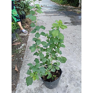 Cây Huyền Trân Công Chúa - cây cảnh đẹp + tặng phân bón cho cây mau lớn