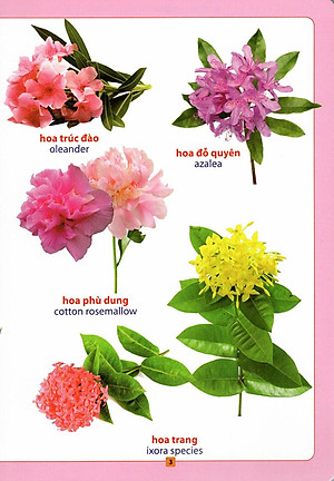 Sách Từ Điển Bằng Hình - Hoa, Quả, Rau, Củ